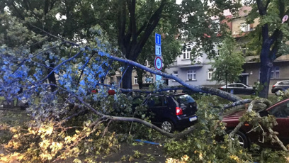FOTO: Spadlý strom v Českých Budějovicích.